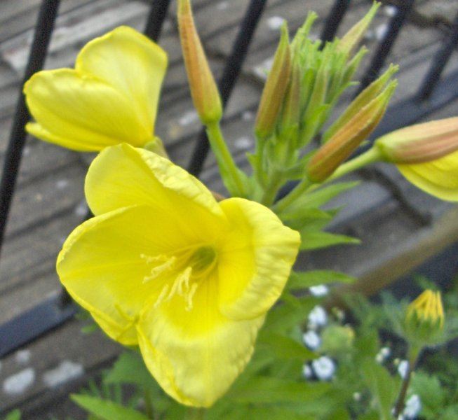Evening primrose