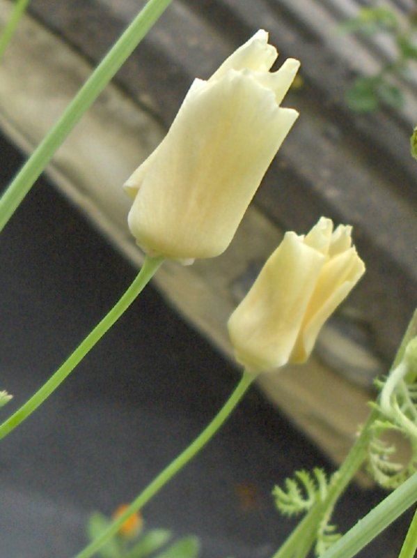 Cream-coloured California poppies