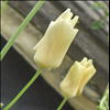 Cream-coloured California poppies