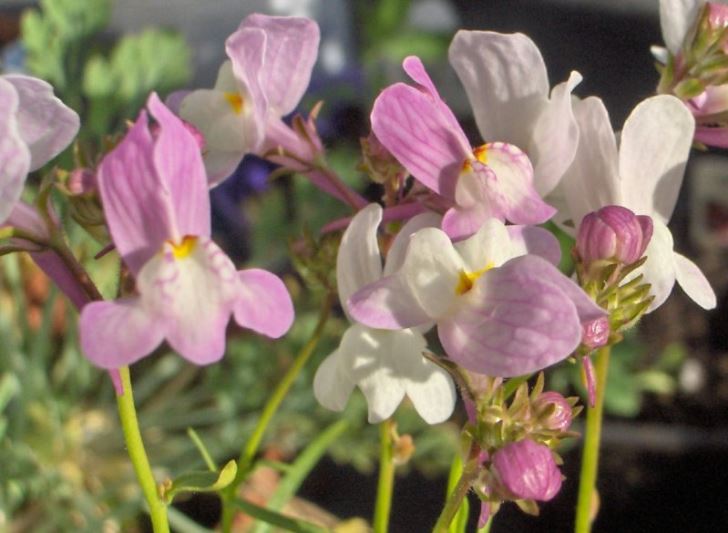 Mystery Linaria