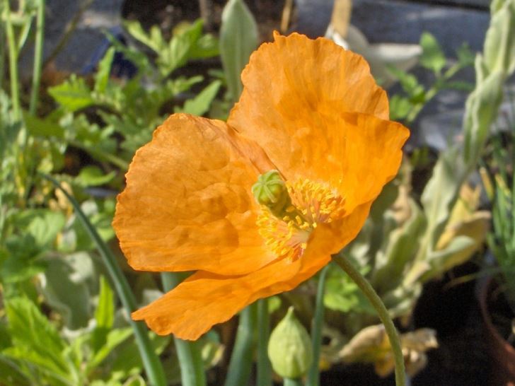 Orange poppy