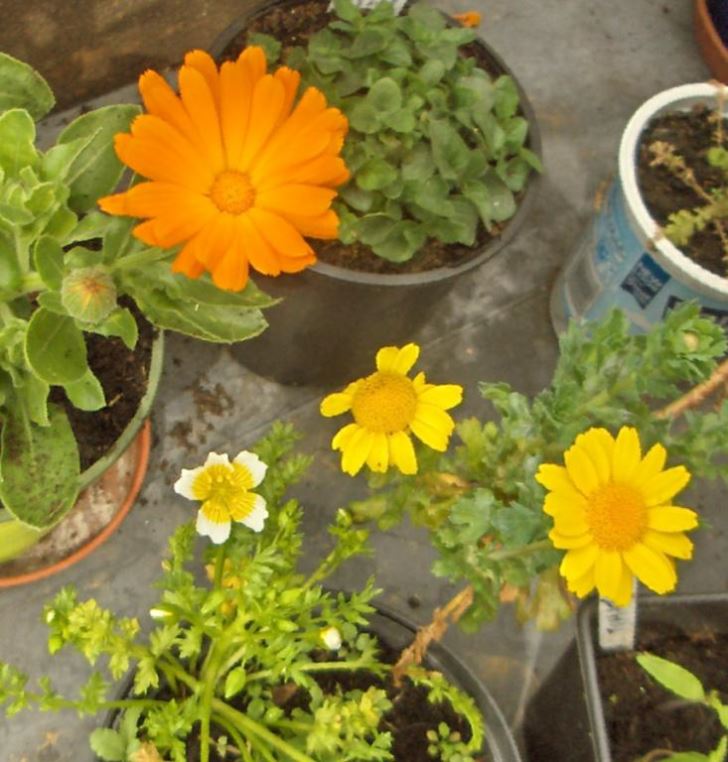 Spring flowers