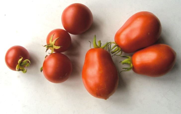 Tomato harvest varieties