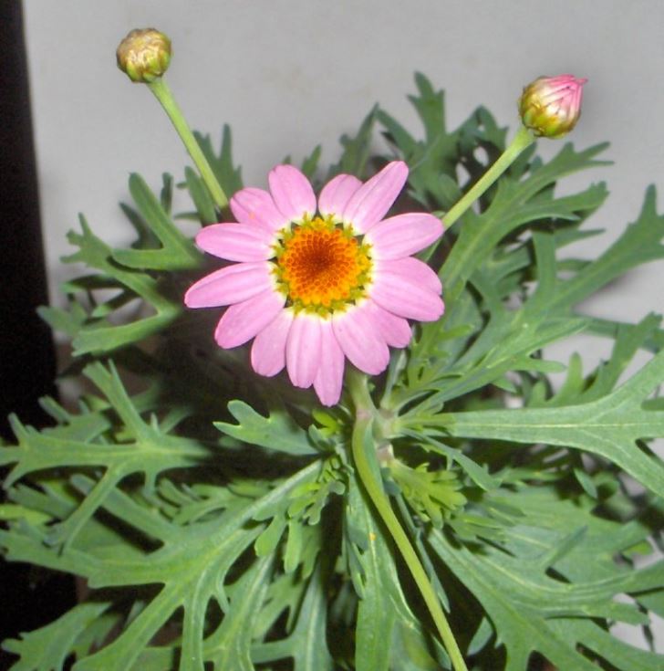 Mystery pink flower