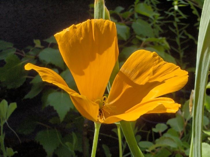 California poppies