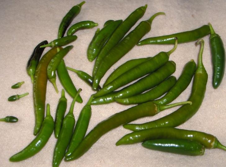 Green chilli harvest
