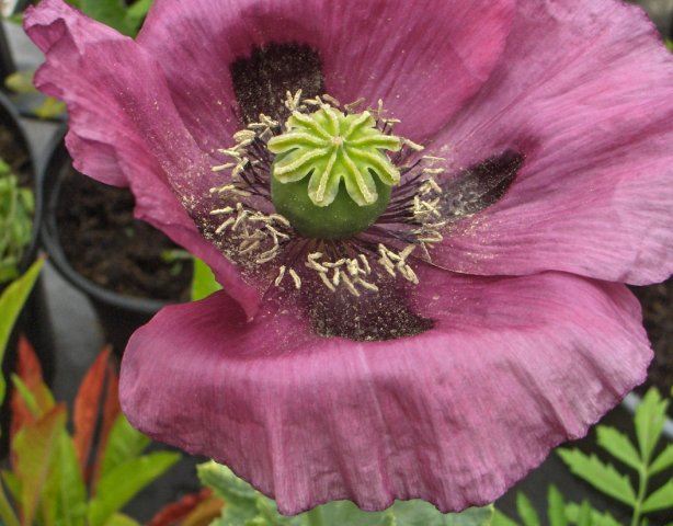 Oriental poppy