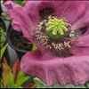 Oriental poppy