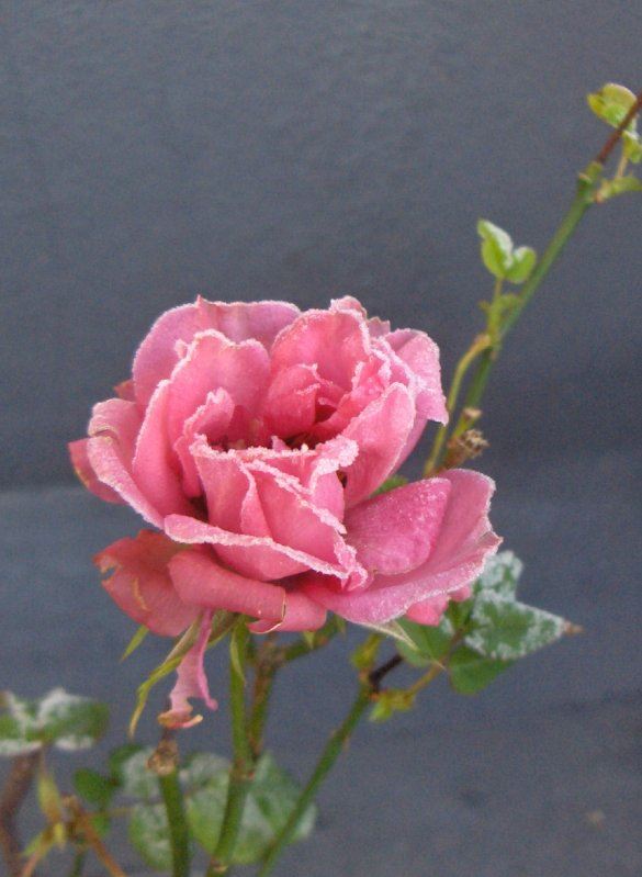 Frosted rose