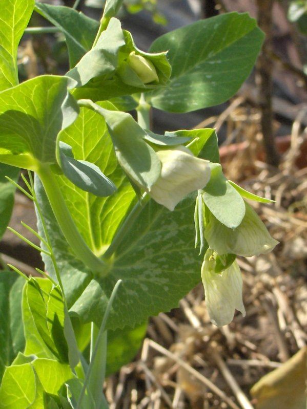 Peas in flower