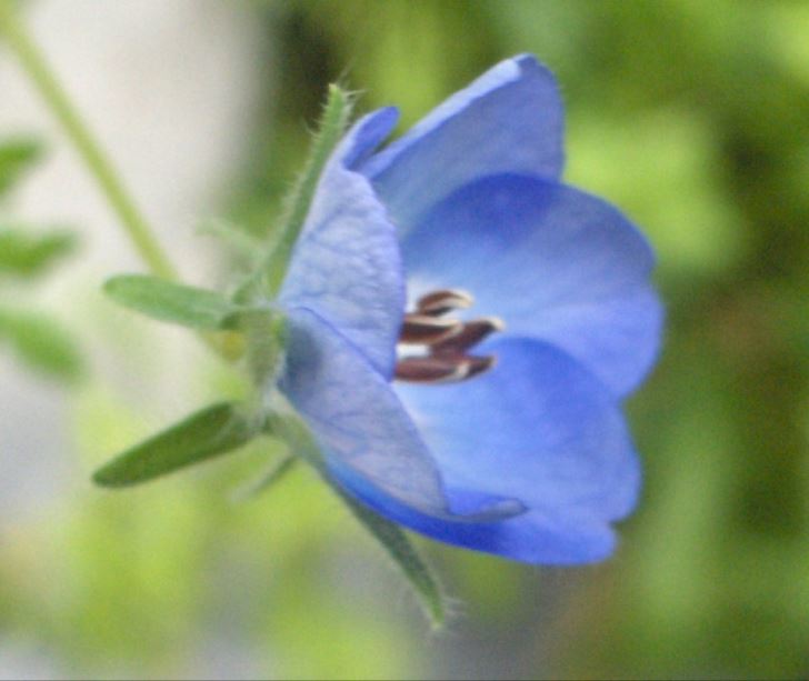 Blue bellflower
