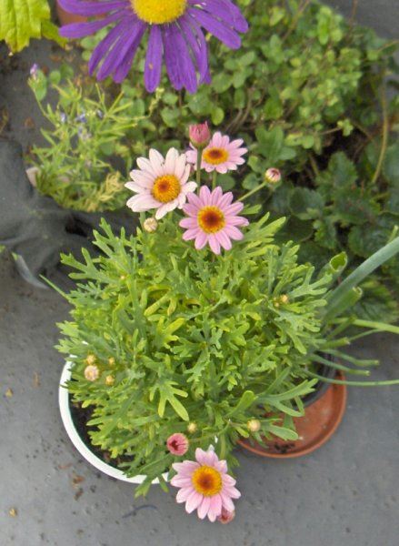 Argyranthemum
