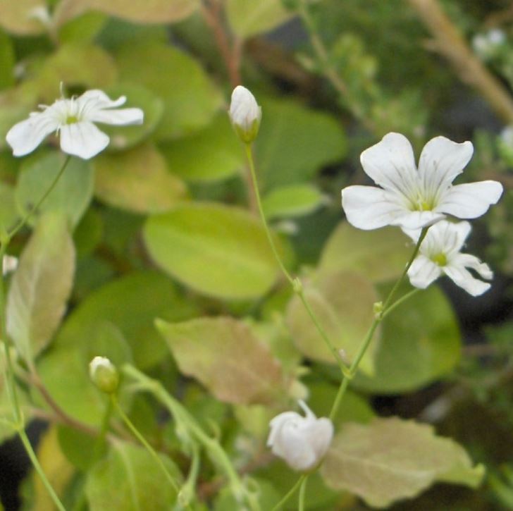 Gypsophila elegans