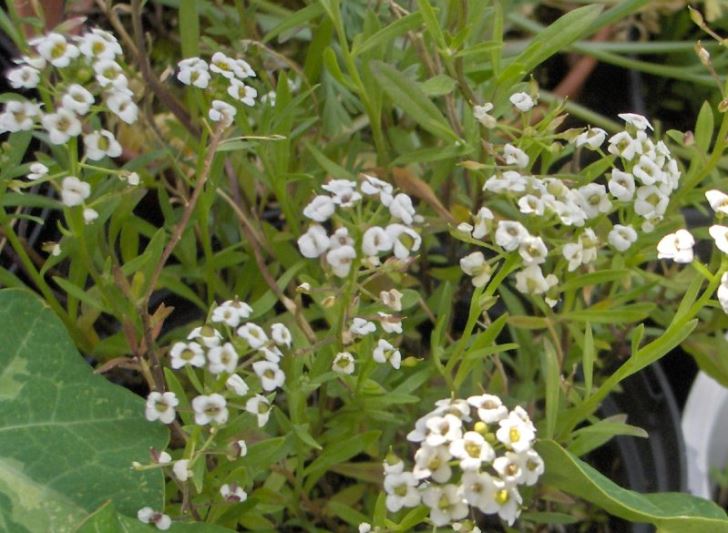Alyssum