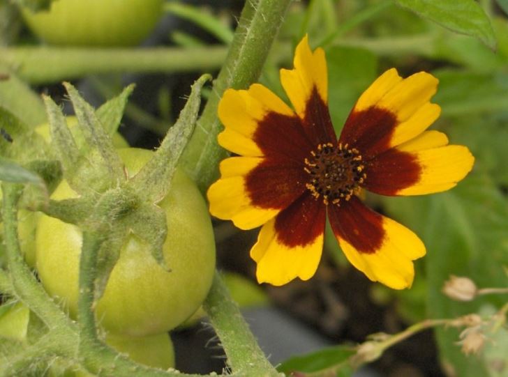 Coreopsis