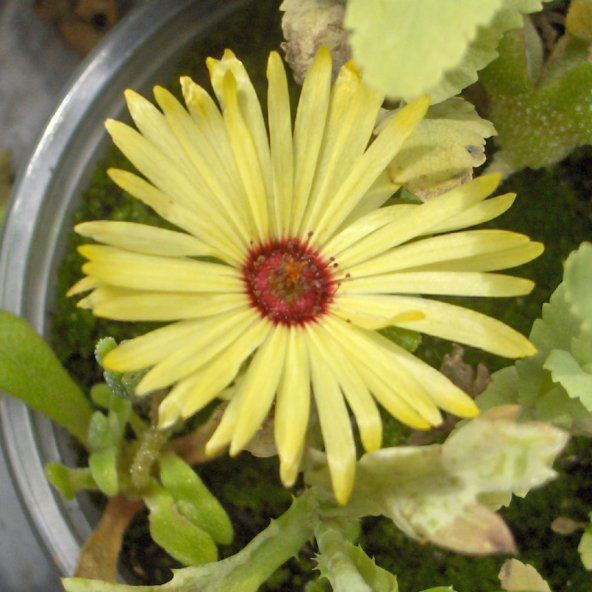 Yellow mesembryanthemum
