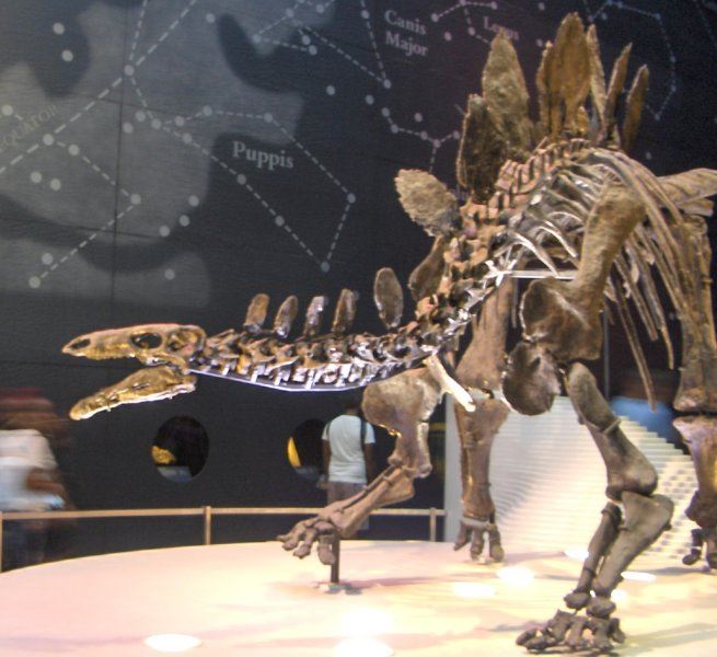 Stegosaurus in the Science Museum