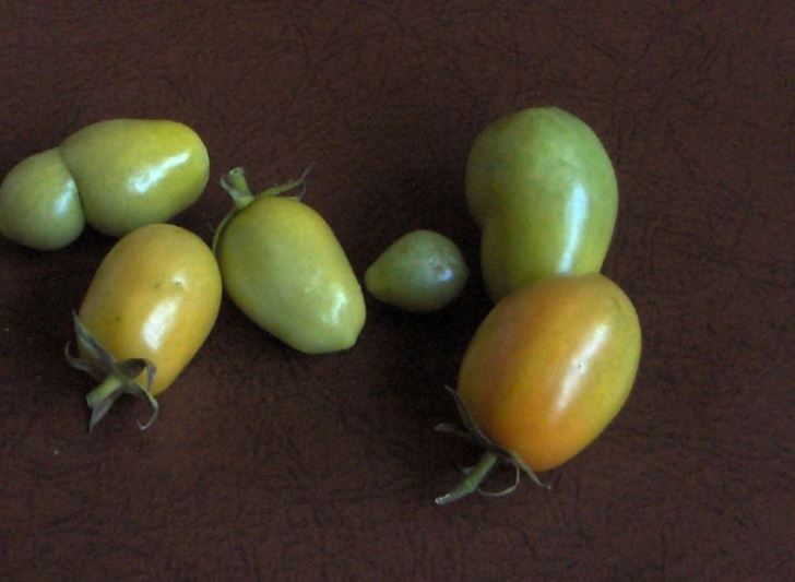 Unripe Roma tomatoes