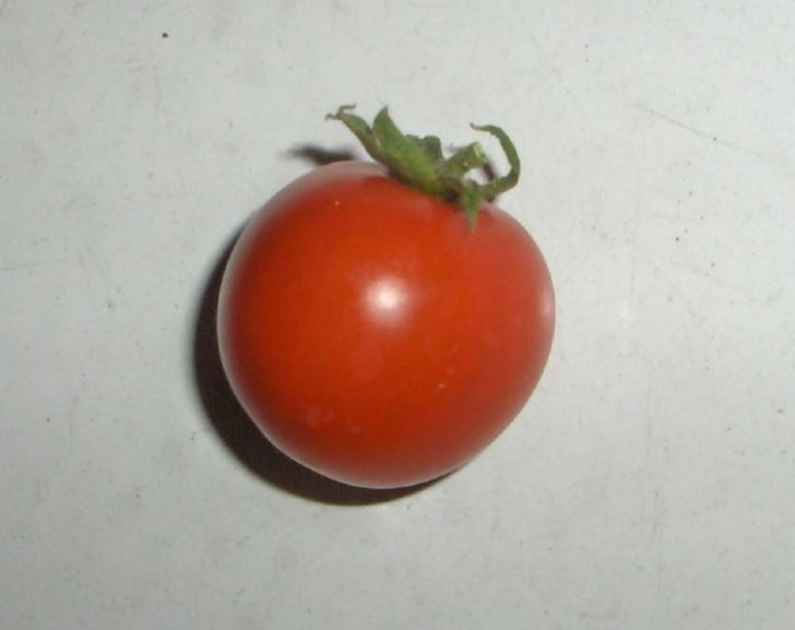 Outdoor tomato