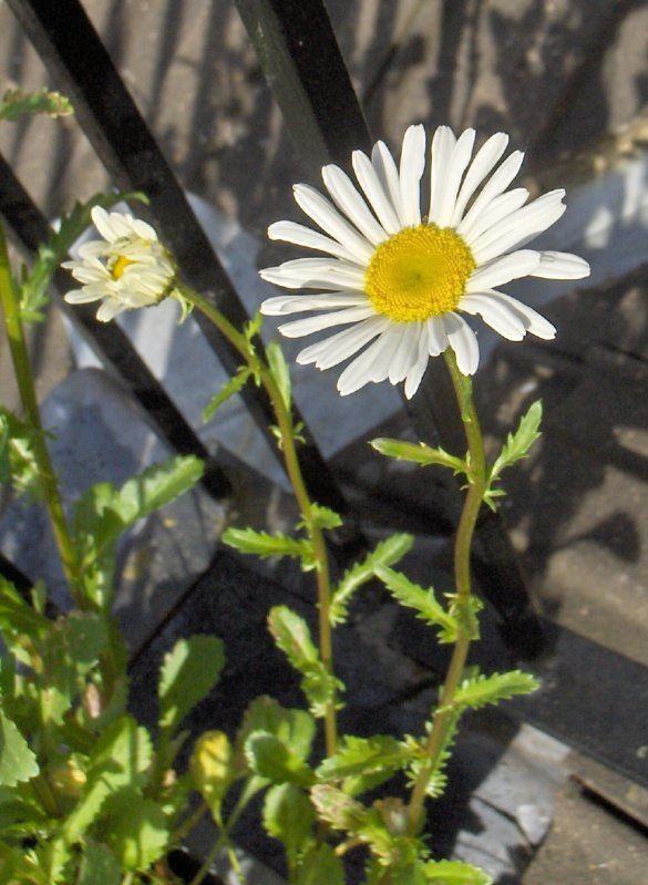 Daisy type flower