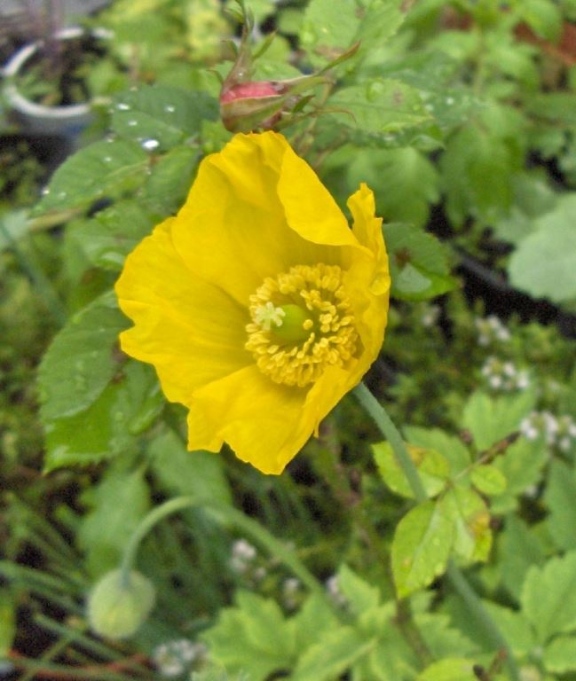 Cumbrian yellow poppy