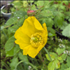 Cumbrian yellow poppy