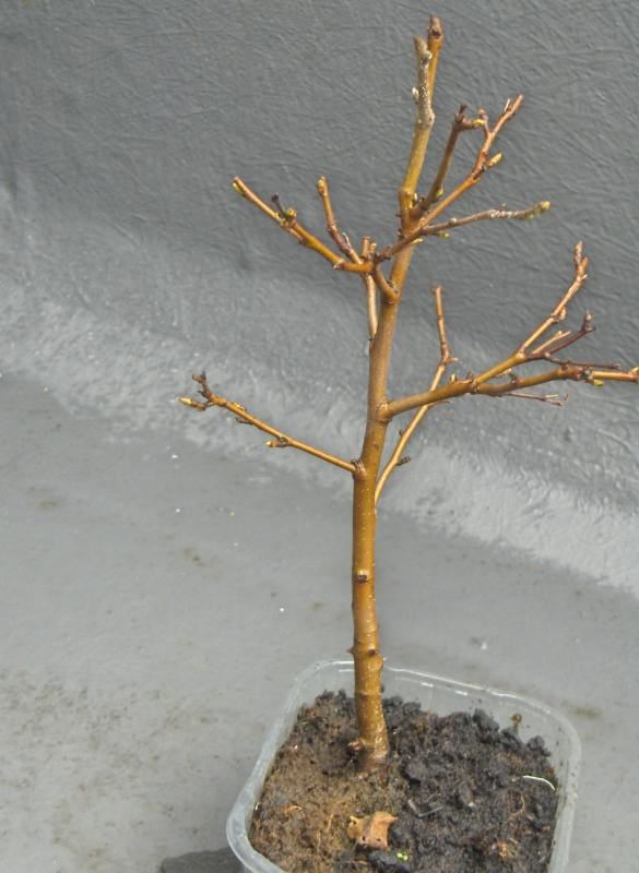 Bonsai birch