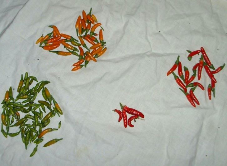 Chilli harvest 2024