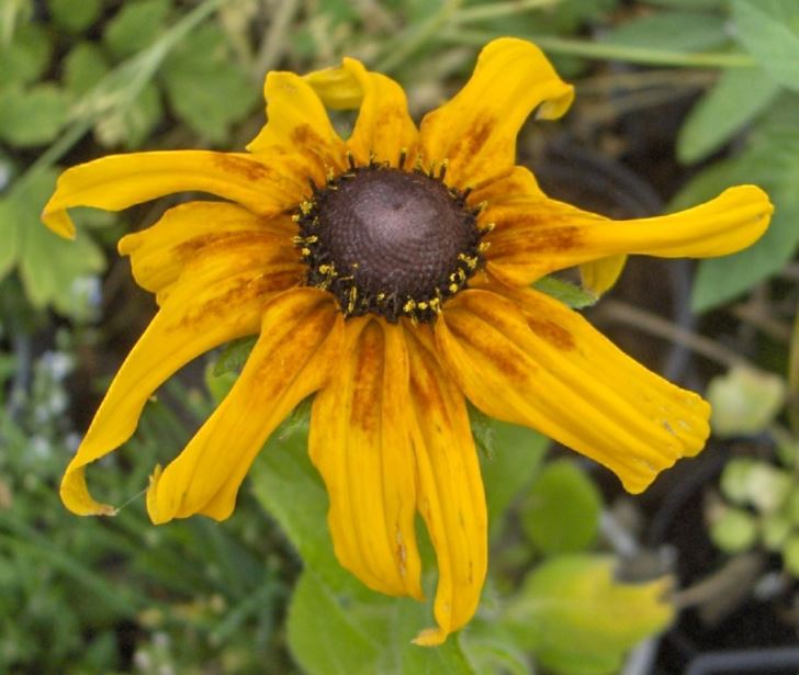 Rudbeckia