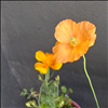 Orange poppies