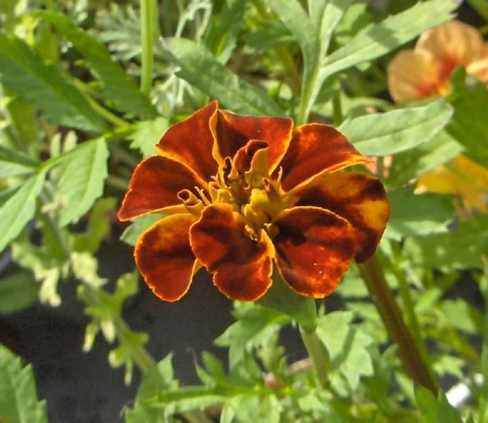 Marigold