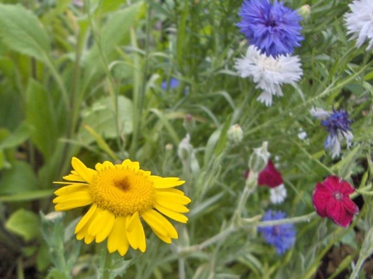 Corn marigold