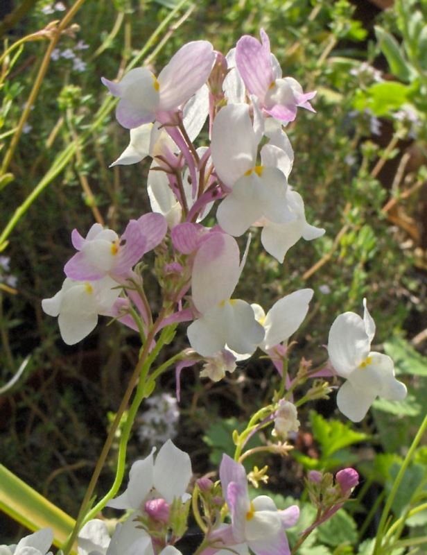 Pink Linaria