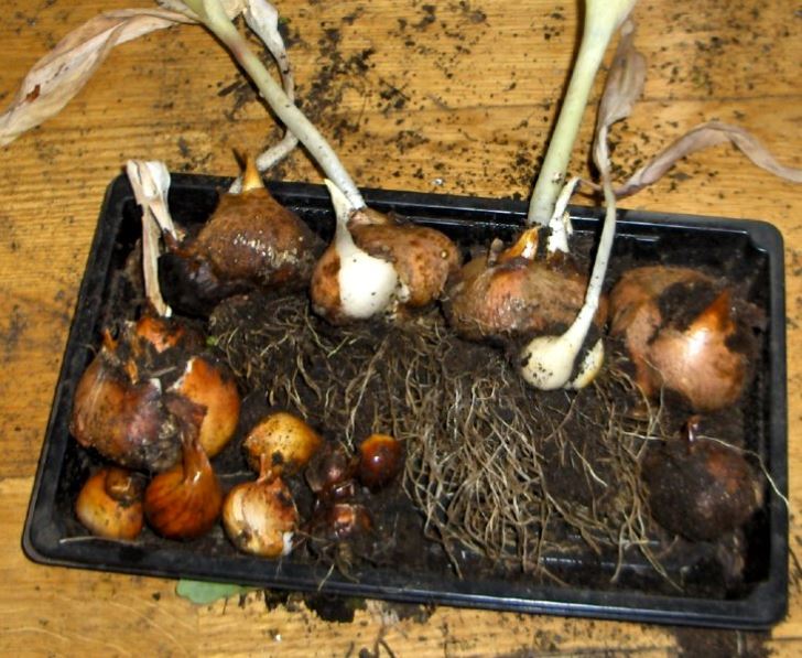 Tulip bulbs