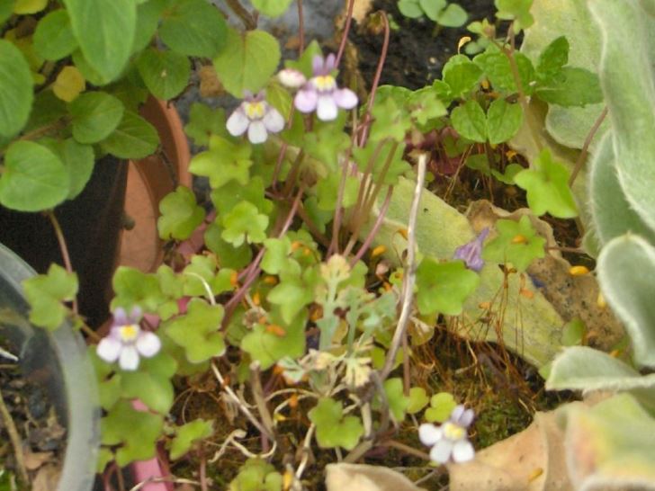 Ivy-leafed toadflax