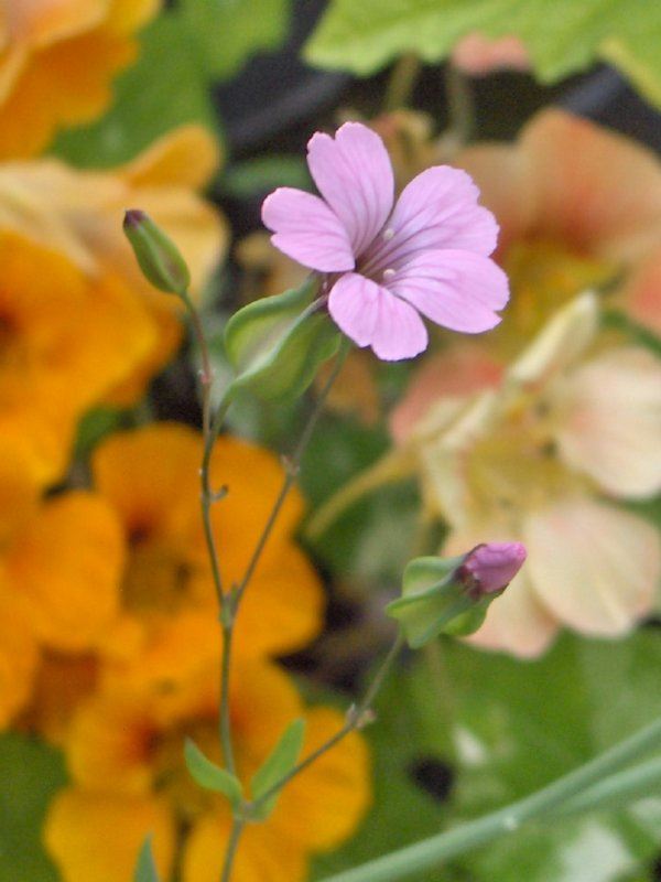 Gypsophila vaccaria