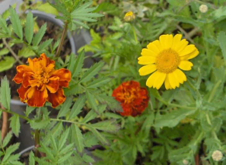 Marigolds