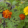 Marigolds