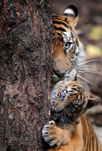 TIGRES mãe e filhote