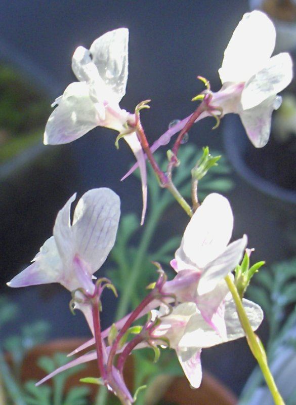 Pink Linaria