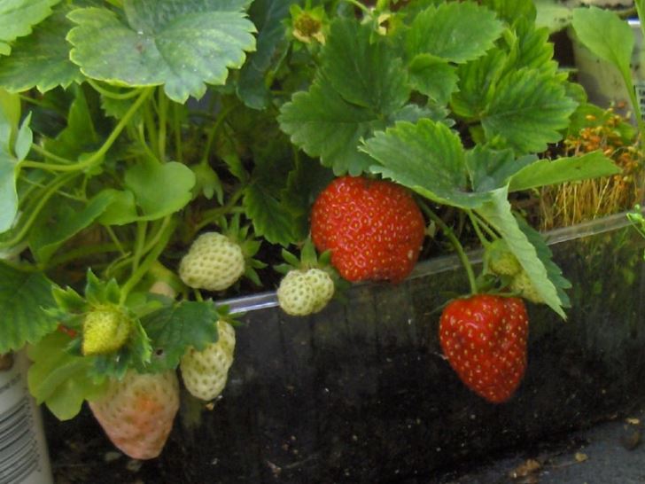 First fruits