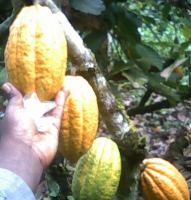 Looking for buyers on Cocoa and partners we are located in Limbe - Cameroon