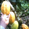 Looking for buyers on Cocoa and partners we are located in Limbe - Cameroon