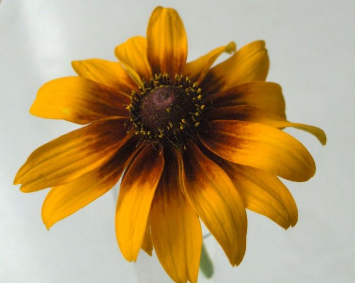 Rudbeckia