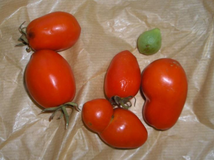 Roma tomatoes