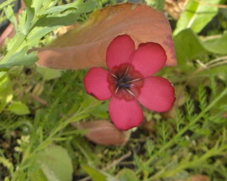 Linum rubrum