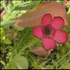 Linum rubrum