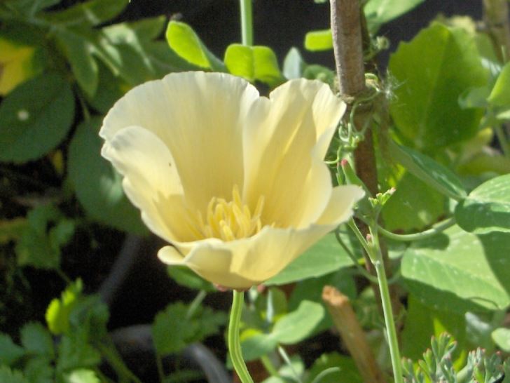 White California poppies