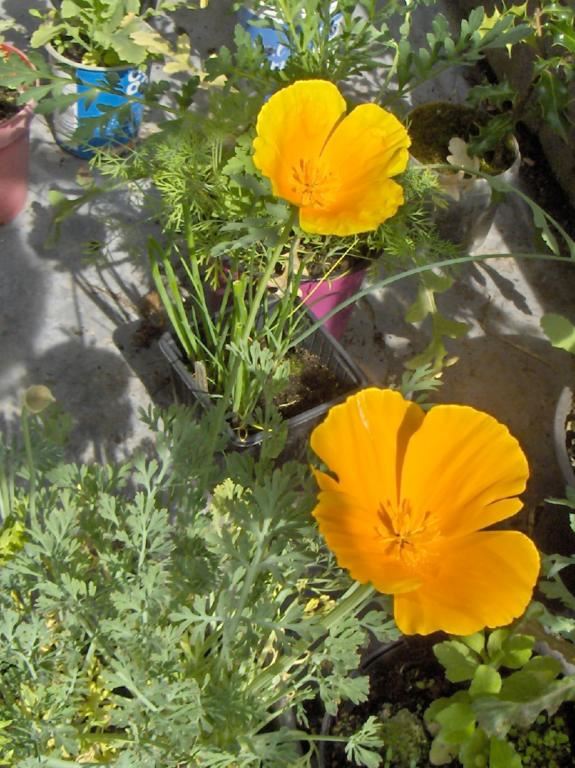 California poppies