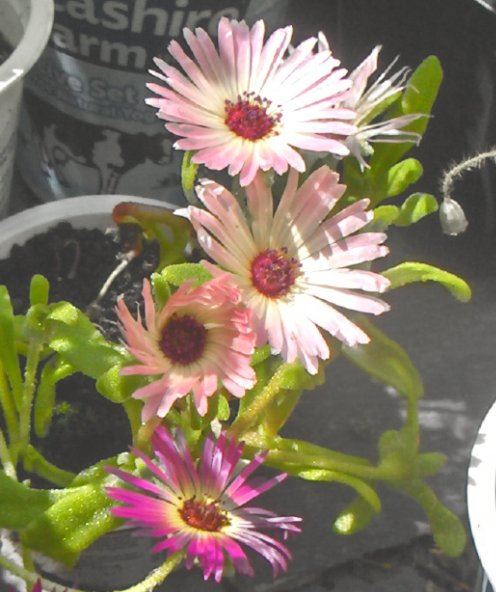 Pink mesembryanthemums